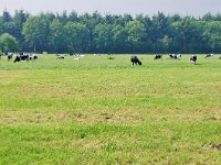 181-387, Z, 24-05-2012, NL-Hendrik Blauw, 51.478310 NB-5.768519 OL, Deurne