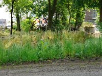 181-389, O, 23-05-2012, NL-Hendrik Blauw, 51.493877 NB-5.768245 OL, Gemert-Bakel