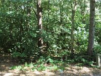 108-524, O, 2011-08-20, NL-Cor Bakker, 52.705970 NB-4.698752 OL, Bergen