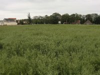 247-470, O, 2011-05-19, NL-Cor Bakker, 52.214701 NB-6.740618 OL, Hengelo