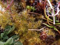 Campyliadelphus chrysophyllus