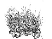 Campylopus pyriformis, Swanneck Moss