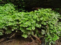 Conocephalum conicum