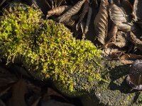 Kindbergia praelonga, Slender Beaked Moss