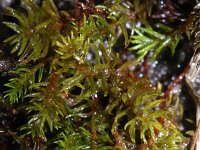 Oligotrichum hercynicum