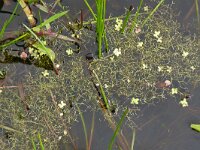 Riccia fluitans 2, Gewoon watervorkje, Saxifraga-Hans Grotenhuis