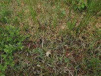 Sphagnum denticulatum 11, Geoord veenmos, Saxifraga-Hans Boll