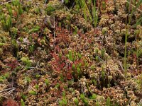 Sphagnum denticulatum 18, Geoord veenmos, Saxifraga-Hans Boll
