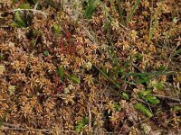 Sphagnum denticulatum 20, Geoord veenmos, Saxifraga-Hans Boll