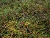Sphagnum palustre 26, Gewoon veenmos, Saxifraga-Hans Boll
