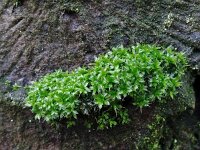 Syntrichia laevipila