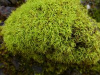 Tortella tortuosa 2, Gerimpeld kronkelbladmos, Saxifraga-Jelle van Dijk