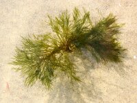 Cladophora rupestris