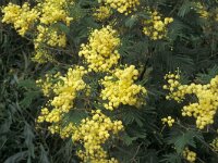Acacia dealbata 3, Saxifraga-Piet Zomerdijk