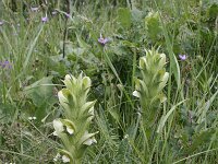 Acanthus spinosus 2, Saxifraga-Dirk Hilbers