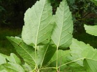 Acer ginnala 2, Saxifraga-Rutger Barendse