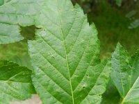 Acer ginnala 3, Saxifraga-Rutger Barendse