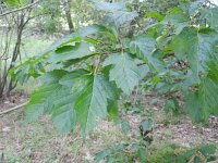 Acer ginnala 4, Saxifraga-Rutger Barendse