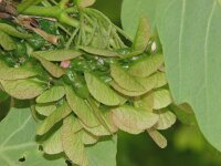 Acer obtusatum 3, Saxifraga-Jasenka Topic