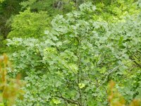 Acer opalus 6, Saxifraga-Rutger Barendse