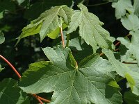 Acer platanoides 3, Noorse esdoorn, Saxifraga-Jan van der Straaten