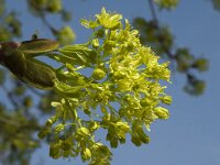 Acer platanoides 4, Noorse esdoorn, Saxifraga-Jan van der Straaten