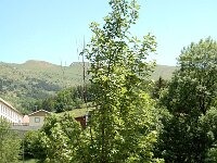 Acer platanoides 5, Noorse esdoorn, Saxifraga-Jan van der Straaten