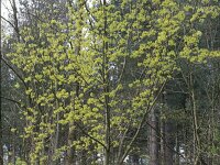 Acer platanoides 6, Noorse esdoorn, Saxifraga-Piet Zomerdijk
