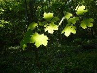 Acer platanoides 8, Noorse esdoorn, Saxifraga-Jasenka Topic