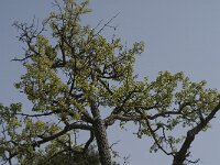 Acer sempervirens 2, Saxifraga-Jan van der Straaten