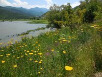 Achillea biebersteinii 2, Saxifraga-Ed Stikvoort
