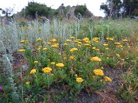 Achillea biebersteinii 3, Saxifraga-Ed Stikvoort