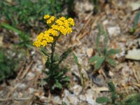 Achillea biebersteinii 4, Saxifraga-Ed Stikvoort