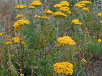 Achillea biebersteinii 5, Saxifraga-Ed Stikvoort