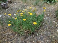 Achillea biebersteinii 6, Saxifraga-Ed Stikvoort