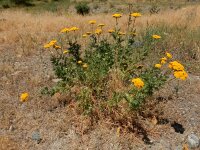 Achillea filipendulina 11, Geel duizendblad, Saxifraga-Ed Stikvoort