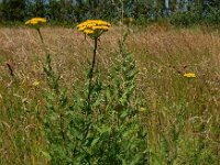 Achillea filipendulina 7, Geel duizendblad, Saxifraga-Ed Stikvoort