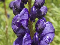 Aconitum occidentale 2, Saxifraga-Jan van der Straaten
