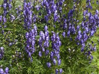 Aconitum occidentale 3, Saxifraga-Jan van der Straaten