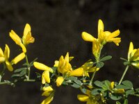 Adenocarpus complicatus ssp complicatus 3, Saxifraga-Jan van der Straaten