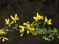 Adenocarpus complicatus ssp complicatus 5, Saxifraga-Jan van der Straaten