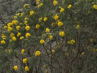 Adenocarpus decorticans 10, Saxifraga-Willem van Kruijsbergen