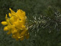 Adenocarpus decorticans 11 Saxifraga-Willem van Kruijsbergen