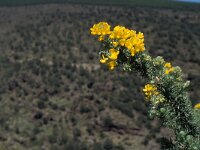 Adenocarpus decorticans 3, Saxifraga-Piet Zomerdijk