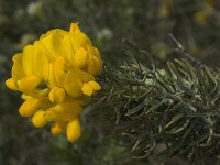 Adenocarpus decorticans 4, Saxifraga-Willem van Kruijsbergen