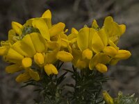 Adenocarpus decorticans 5, Saxifraga-Willem van Kruijsbergen