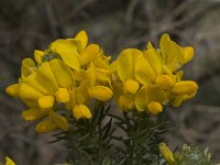 Adenocarpus decorticans 6, Saxifraga-Willem van Kruijsbergen