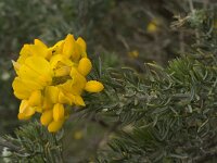 Adenocarpus decorticans 7, Saxifraga-Jan van der Straaten
