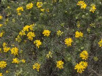 Adenocarpus decorticans 9, Saxifraga-Willem van Kruijsbergen