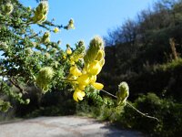 Adenocarpus foliolosus 2, Saxifraga-Rutger Barendse